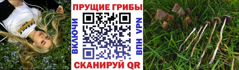 Купить  Лобня  Псилоцибиновые грибы Magic Shrooms 